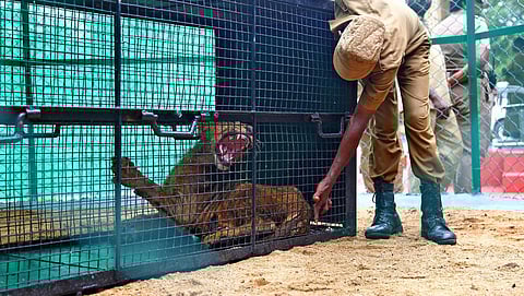 Lion cub at Vandalur Zoo. (File | EPS)