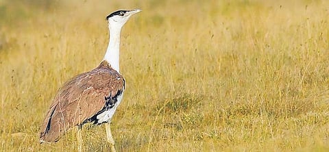 The Great Indian Bustard