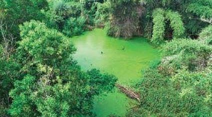 Bangalore University’s Biodiversity Park