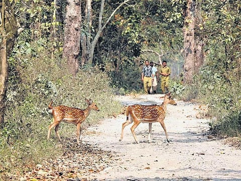 The state’s Environment and Forest Department has issued a notification declaring Raimona as a national park.