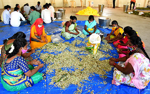Workers prepare Anandaiah’s herbal medicine for Covid-19 at Thondavada in Chandragiri constituency of Chittoor district on Monday. (Photo | Madhav K, EPS)