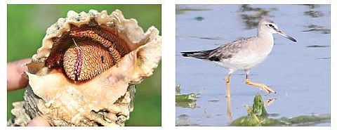 A rare floral hermit crab and a migratory grey-tailed tattler