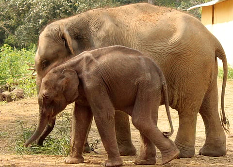 Elephants at Mudumalai National Park and Wildlife Sanctuary in Mudumalai, Nilgiris (File Photo | EPS)