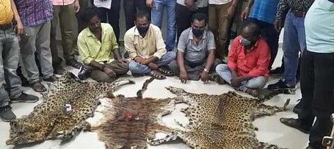Four of the accused with the seized big cat skins. (Photo | EPS)
