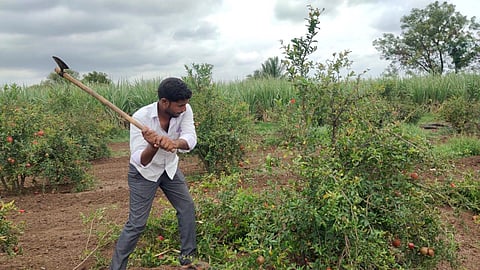 Unable to get a good price, farmer Navnath destroys the pomegranate crop at his field at Ajur near Athani in Belagavi district | Express