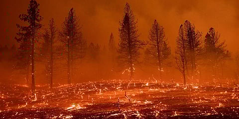 Embers blow across a field as the Sugar Fire, part of the Beckwourth Complex Fire, burns in Doyle, Calif., Friday, July 9, 2021. (Photo | AP)