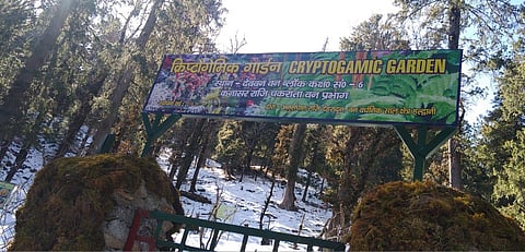 India's first cryptogamic garden (Photo | Express)
