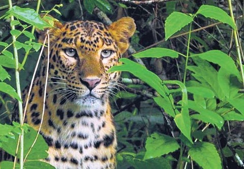 Greening the grasslands