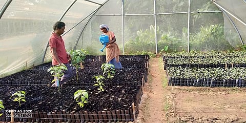 A nursery in Jharkhand under ‘Didi Bagia Yojana’