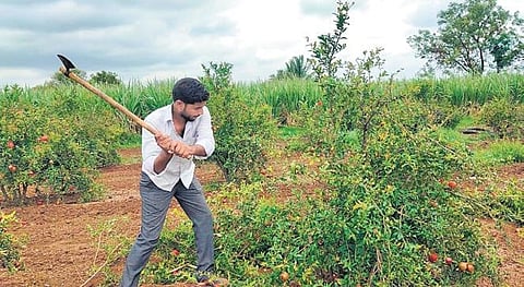 Unable to get a good price, farmer Navnath destroys the pomegranate crop at his field at Ajur near Athani in Belagavi district (file photo) | Express