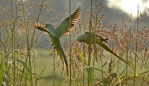 Image of parrots eating grains in the evening used for representational purpose. (Photo | Ravindra Babu, EPS)