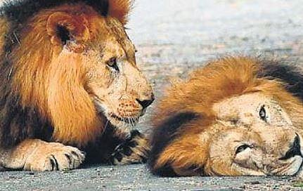 The management of Bannerghatta zoo has been feeding chicken to the lions