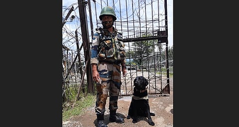 Labrador 'Doti' (Photo | Express)