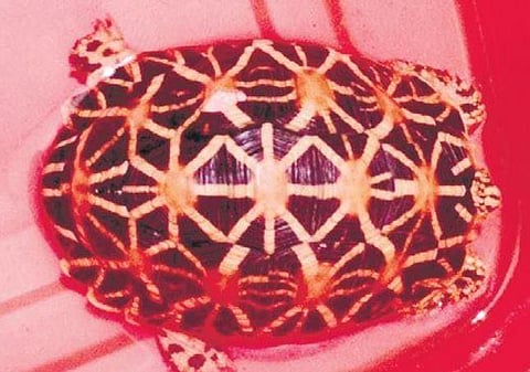 The tortoise had been kept in a helmet inside a bag | Express