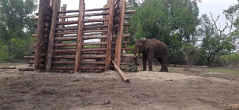 The environment secretary said the decision was taken in the best interests of Rivaldo (Photo | Special arrangement)