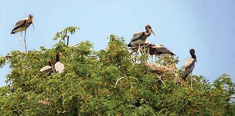 The Siberian birds prefer to build nests on the trees in the Andhra villages. (Photo | Express)