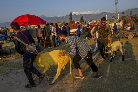Kashmiris push sheep after buying from a market ahead of the Eid-al-Adha festival in Srinagar. (Photo | AP)