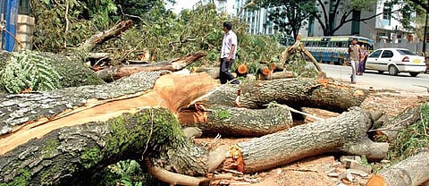 Activists say the government is hiding the exact number of trees felled or pruned | Express
