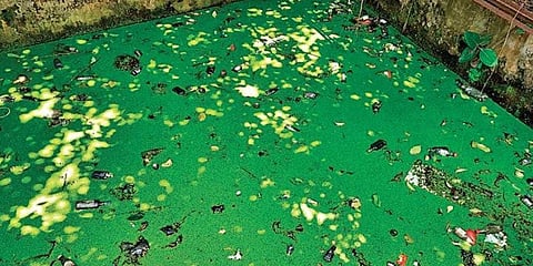 The abandoned fish hatchery in front of Biju Bhawan in Cuttack. (Photo | EPS)