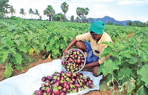 Spiny brinjal, traditionally grown in Vellore region | s Dinesh