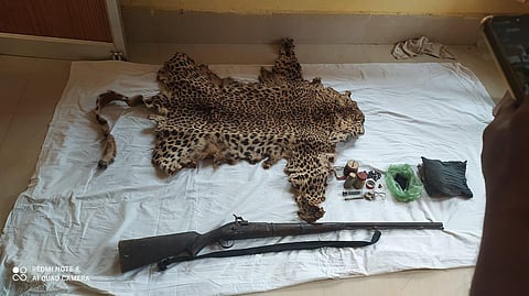 Seized leopard hide and single barrel muzzle loading gun | EPS