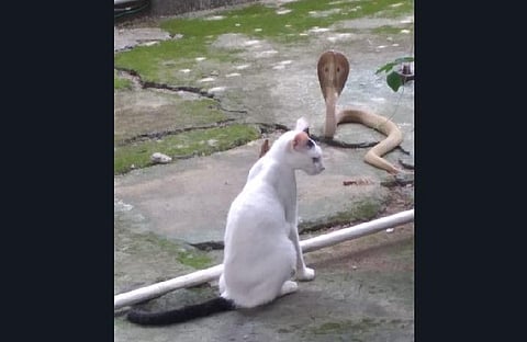 Pet cat Chinu fighting the cobra