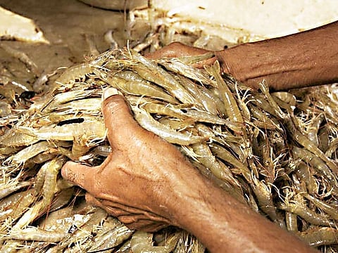 China is the second-largest importer of shrimp from India after the USA. It accounts for nearly 46.44 per cent of the volume of the shrimp exports. 