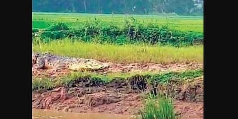 A crocodile was spotted in a paddy field near Bhitarkanika Park. (Photo | EPS)