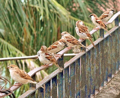 A flock of house sparrows at Sanjay Kumar’s verandah