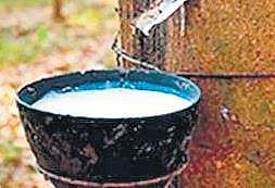Rubber Board to launch India’s first rubber census