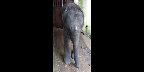 3-year-old elephant calf Kannan which is being treated for herpes at the elephant rehabilitation centre, Kottoor