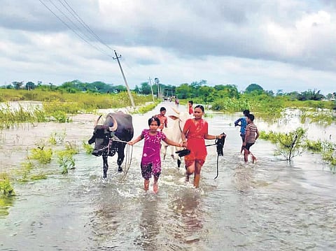 People move to safer places with their cattle after a flood alert was sounded in Jamkhandi on Sunday | Express