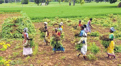 Image of farmers cultivating red gram used for representative purpose.
