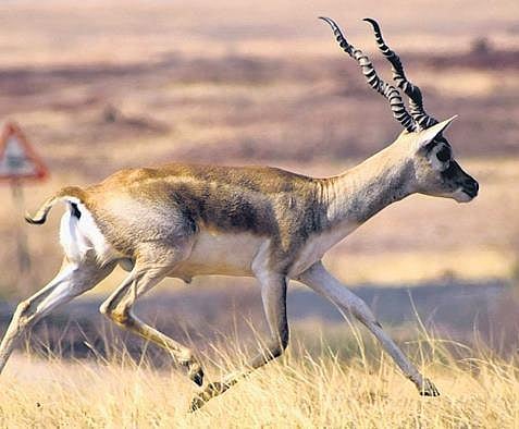 450 animals died in Delhi zoo in 3 years, reveals RTI reply 