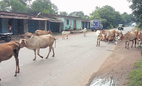 Stray cattle block NH 143 at Rourkela | Express