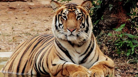 After examining the carcasses, they confirmed that a tiger was responsible for the attack.