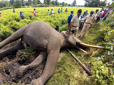 The elephant is suspected to have migrated from Atturu Reserve Forest area (Photo | Special arrangement)