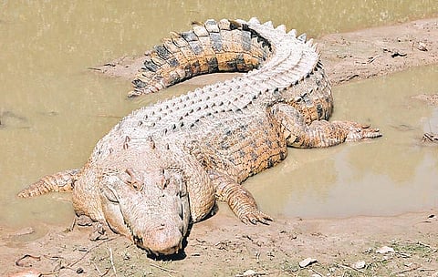 Salt water crocodile sanctuary in Andaman and Nicobar Islands to be reduced by 60 per cent 