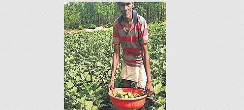 Farmer Gautam Pradhan with his harvest in Dimirimunda village | Express