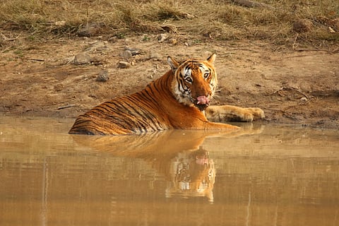 Tiger found dead in MP's Bandhavgarh reserve, second big cat death in a week