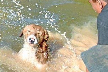 Palike prohibits large dog breeds near lakes