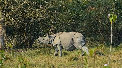 A one-horned rhinoceros inside the Kaziranga National Park in Nagaon district of Assam.