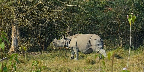 A one-horned rhinoceros inside the Kaziranga National Park in Nagaon district of Assam. (Photo | PTI)