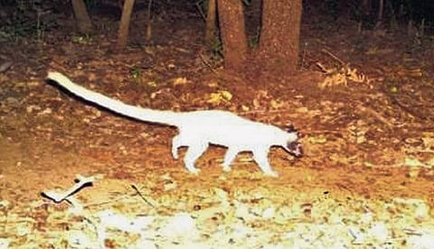 Partial albino individual of common palm civet in Satkosia Tiger Reserve (Photo | Express)