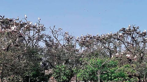 Birds perched atop mangrove trees in Bhitarkanika National Park. (Photo | Express)