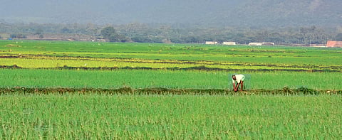 Excess staffing? An agricultural officer for every 141 hectares in Kerala when Karnataka has one for 1,425 hectares