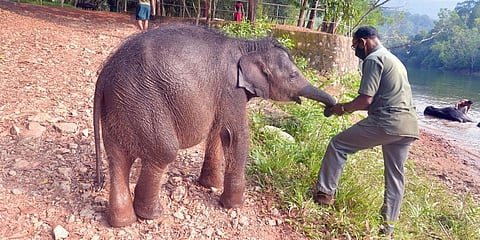 Elephant rehabilitation centre at Kottur in Thiruvananthapuram. (Photo | EPS)