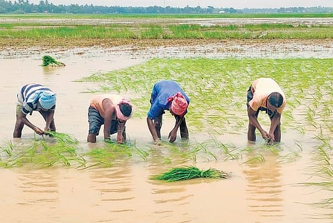 Workers transplanting paddy saplings in a farmland in Kendrapara | Express
