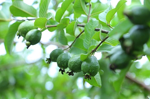 Image of guava tree used for representational purpose. (Photo | EPS)