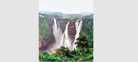 Save grass species, protect Jog Falls: Board
